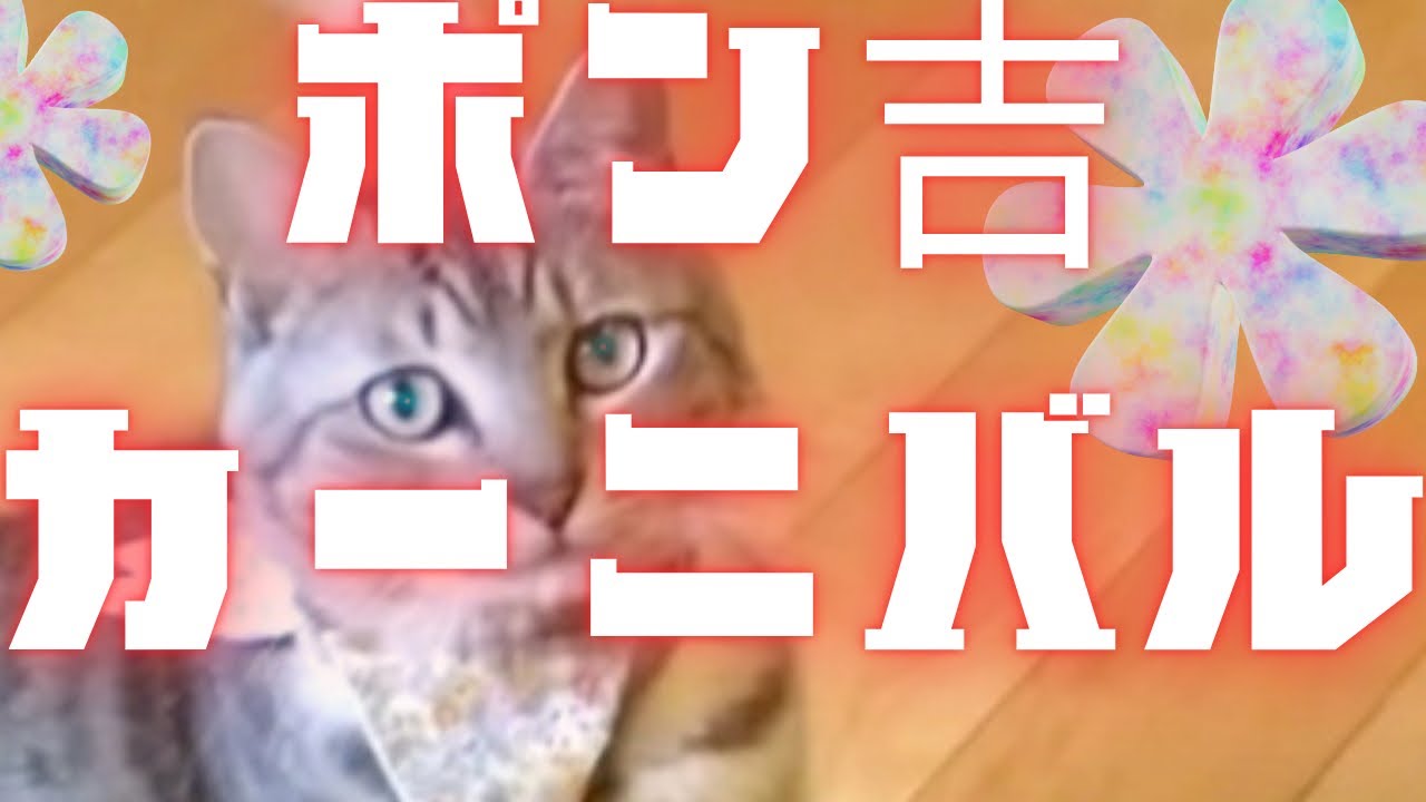 【ポン吉カーニバル開幕!? 頭にナニついてるの？】@taipi 【切り抜き】