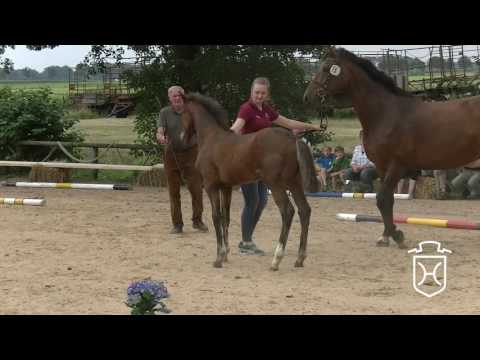 IZ015 Hengstfohlen von Vivant - Cachas - Rocadero