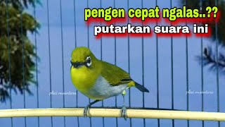Download lagu Pleci Gacor Ngalas Manggil Lawan,Pancingan Penggacor Pleci Bustomi Bahan || Pleci Ngalas Nembak mp3 Download lagu Pleci Gacor Ngalas Manggil Lawan,Pancingan Penggacor Pleci Bustomi Bahan || Pleci Ngalas Nembak mp3