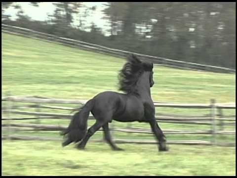 Friesians at Play Teade 392, Iron Spring Farm