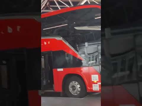 Pássaro marrom -jacarei/ São Paulo