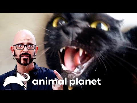 SEASON 8's MOST Misbehaved Kittens | My Cat From Hell | Animal Planet