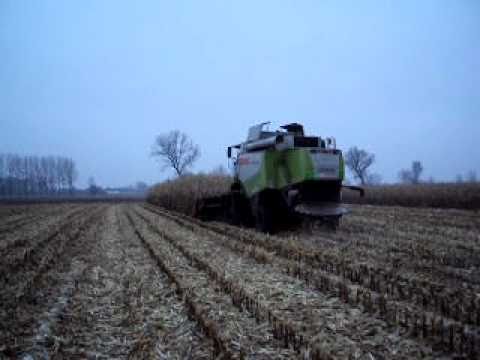 Loonbedrijf Wilfried Van Ryckgem mais dorsen