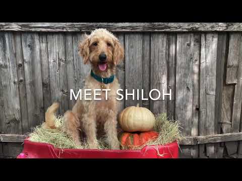 CELEBRITY DOODLES: Meet Shiloh!