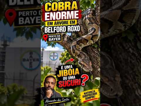 COBRA ENORME EM ÁRVORE EM BELFORD ROXO...