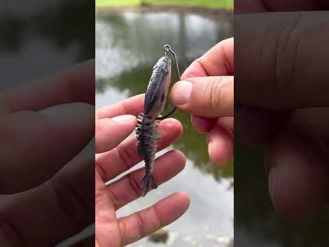 The Berkley Gilly #urbanfloridafishing #fishingtutorial #fishinghowto #howtorigaswimbait #fishing