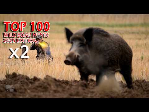 2025: Top 100 Wild Boar Hunts – Episode 2 - Fields in Ruins: How Boars Devastate Crops