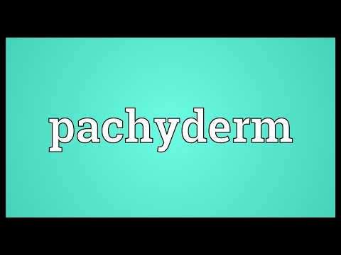 Pachyderm Meaning
