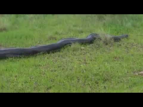 ka jingjia ka ishyrkhei mih pyrthei u python hapoh  nongstoin