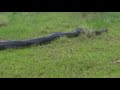 Ka Jingjia Ka Ishyrkhei Mih Pyrthei U Python Hapoh Nongstoin