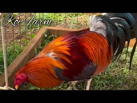 Sweater Yellow leg hatch Kelso - KOI FARM