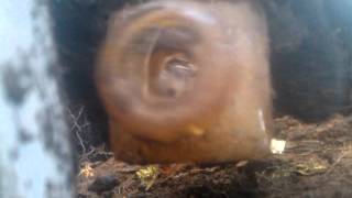 Bottle digging a loaded hole