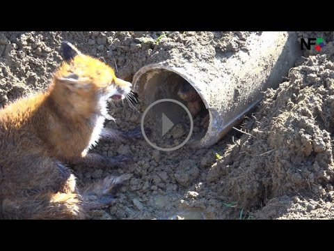 15.03.2020 - Hund und Fuchs in Abwasserrohr gefangen - nach über 5 Stunden befreit