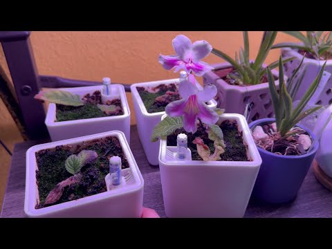 Streptocarpus Update - July 2023