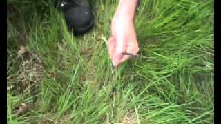 Clip porte plomb Freefall RIG MAROLE PAFEX