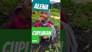 Download lagu Alena berburu buah ciplukan mp3 Download lagu Alena berburu buah ciplukan mp3