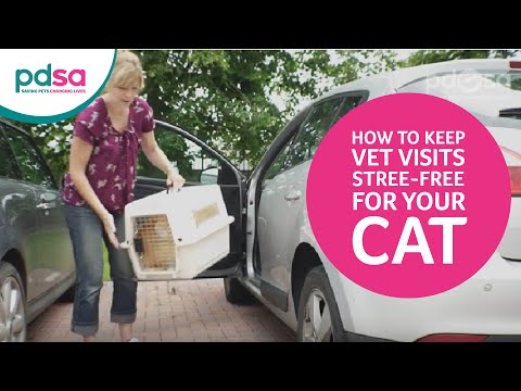 PDSA Vet Advice: How To Keep Vet Visits Stress-free For Your Cat