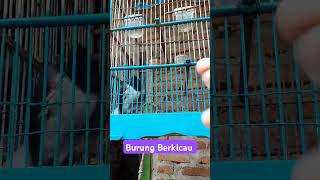 Download lagu Burung Berkicau #burung#burungkutilang#burunggacor#burungmania#pejuangnt#burungkicau#kicaumania mp3 Download lagu Burung Berkicau #burung#burungkutilang#burunggacor#burungmania#pejuangnt#burungkicau#kicaumania mp3