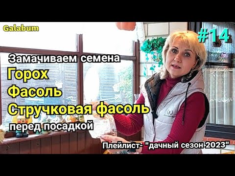 Как прорастить семена фасоли и гороха перед посадкой.@galabum