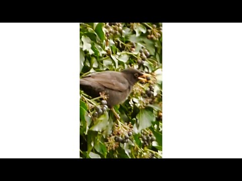 Blackbird Eating Fruits #blackbird #bird #shorts