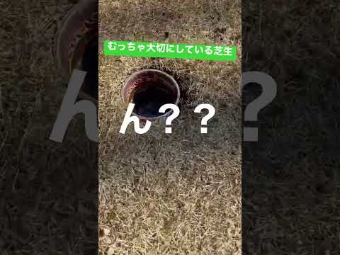 冬でも緑の芝生を保つにはどうすればいいですか？メンテナンスアドバイス+チュートリアル  庭園