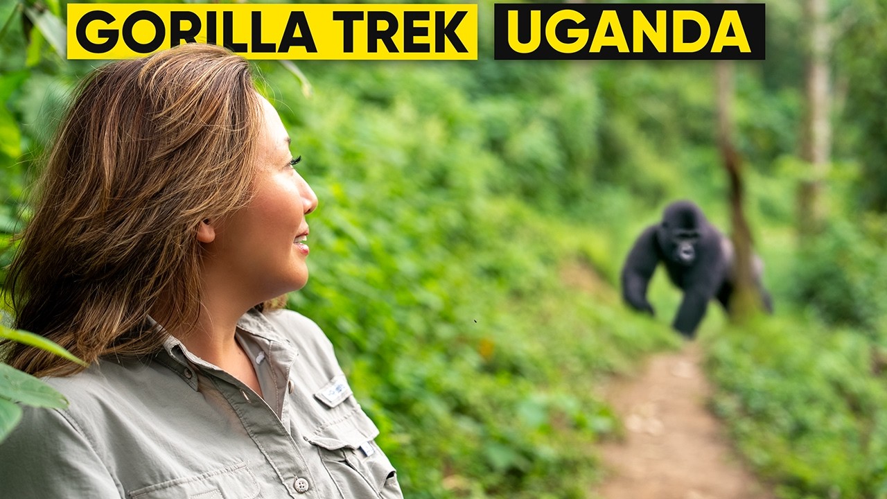 Mountain Gorilla Trekking in Uganda — Bwindi 4K