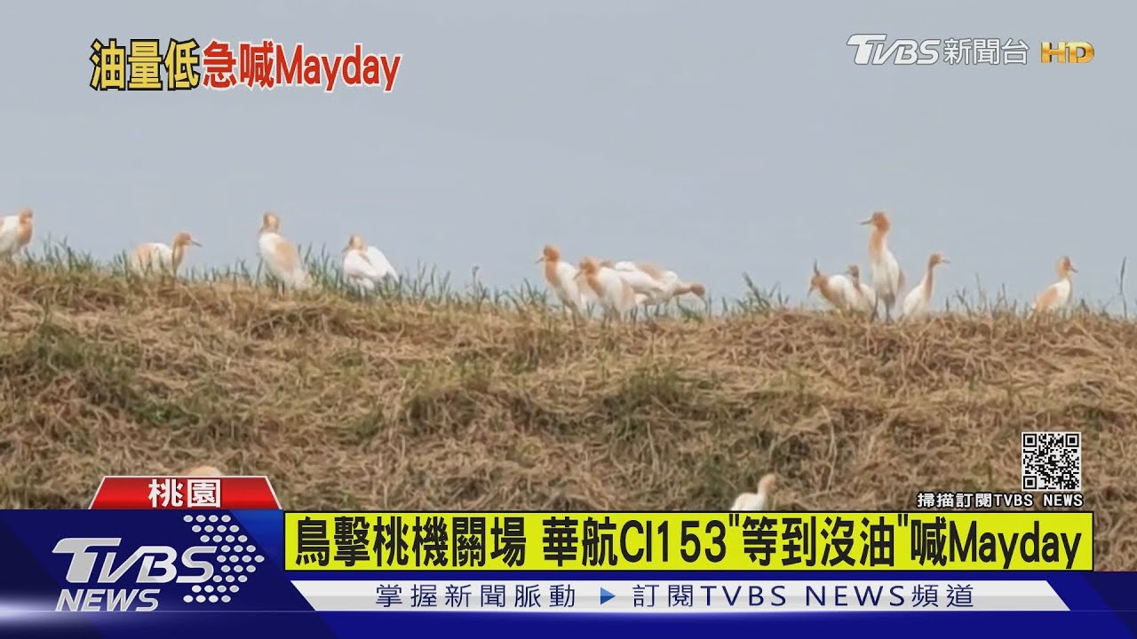 7小時「鳥擊」6航班　桃機關跑道CI153「等到沒油」喊Mayday