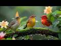 Relaxing Piano Music & Bird Sounds | Beautiful Nature Sounds for Calm and Balance DEFAULT Thumbnail