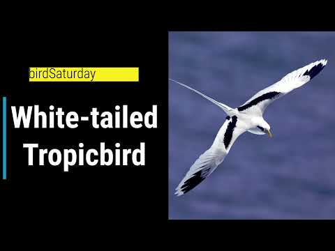 Meet the White-tailed Tropicbird- an elegant Atlantic #seabird ✨