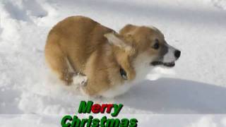 Merry Christmas from the Corgis!