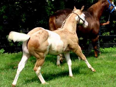 TROPA DE ELITE- the horse