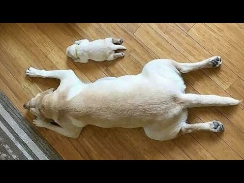 Le chien labrador le plus drôle de 2024 🤣 funniest dogs videos