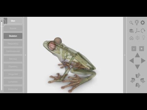 3D Frog Skeleton Video