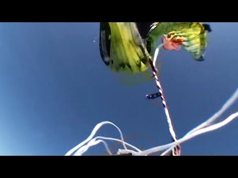 Friday Freakout: Skydiver Survives Terrifying Cutaway Entanglement