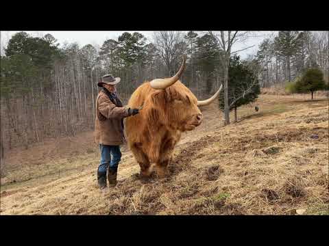 What Is It Like to Have a Highland Cow For a Pet?