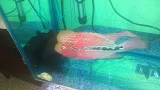 HOW I TAKE CARE OF MY FLARU THE FLOWERHORN FISH