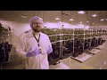 James E. Wagner Cultivation Corporation Aeroponic Cannabis Grow-op
