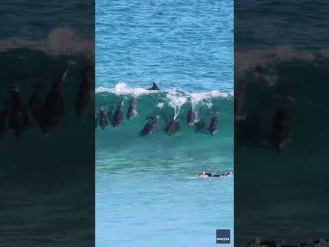 Wipe out! Pod of dolphins zooms under a surfer attempting to catch a wave Shorts