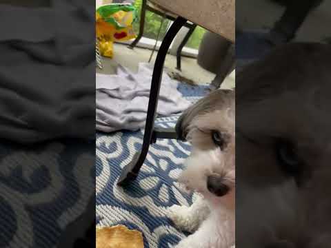 Ashima￼ vs dog treat￼