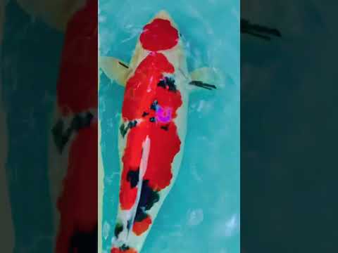 Maruten sanke (Taniguchi) F Sold