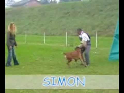 Video Simon