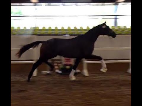 2018 Trakehner stallion / Hengst von HELIUM www.sporthorses-online.com