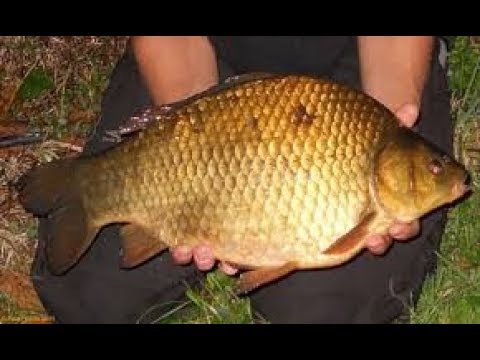 La Pescuit #2  Am prins 52 de carasi! Balta Dumbravita AJVPS