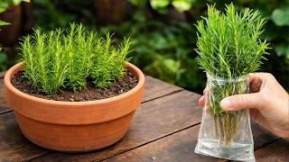 Amazing! How to Propagate Rosemary Easily and Have It for Life