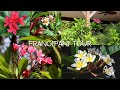 My Frangipani Garden Tour How I Grew So Many