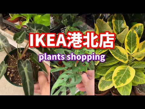 園芸 グレーメープル、ペーパーバークメープル、シナモンメープル