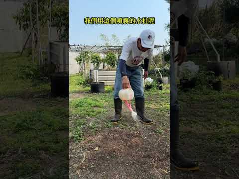 直接撒九層塔花，可以長出九層塔嗎？