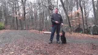 preview picture of video 'Abel - Boykin Spaniel Puppy Training - Greensboro NC'