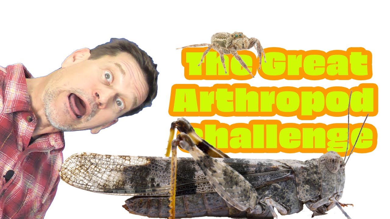 WHAT is an arthropod? Learn the characteristics & test your biology knowledge!