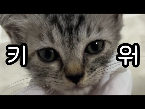 아기고양이 냥줍이 이런거구나